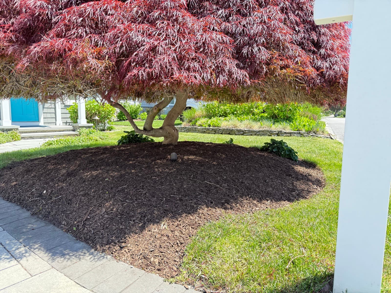 Fresh mulch under a Japanese maple at the corner of a lawn
