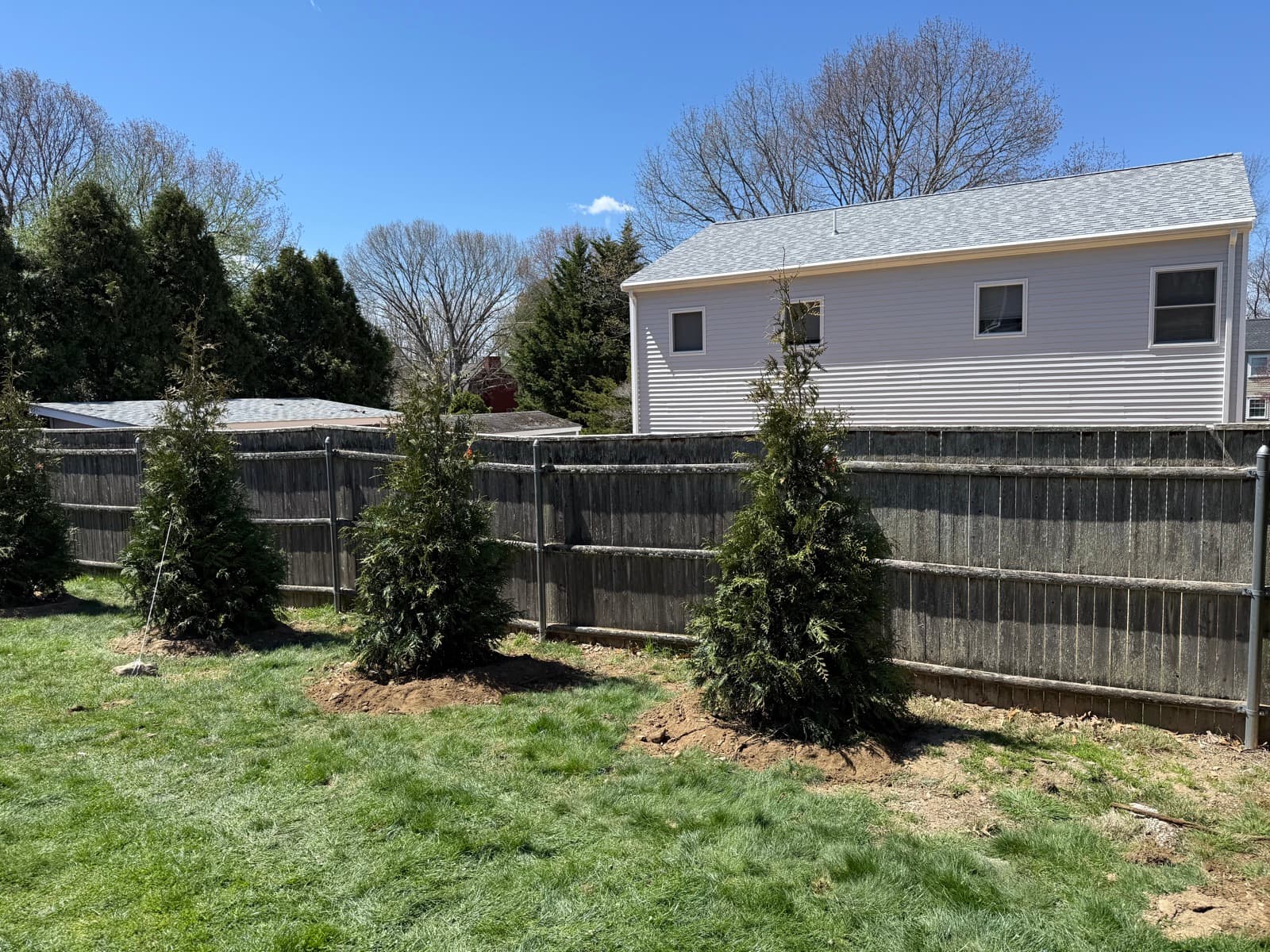 A row of evergreens along a fence line